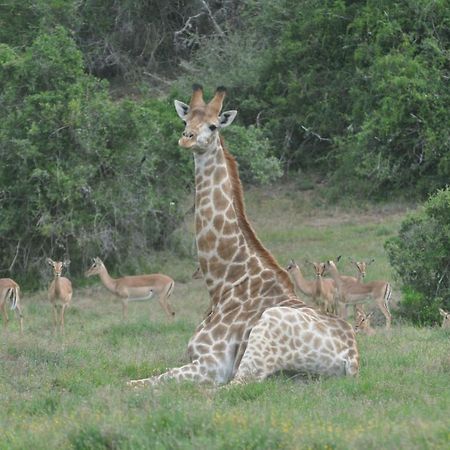 Hopewell Private Game Reserve Buyskloof Ngoại thất bức ảnh