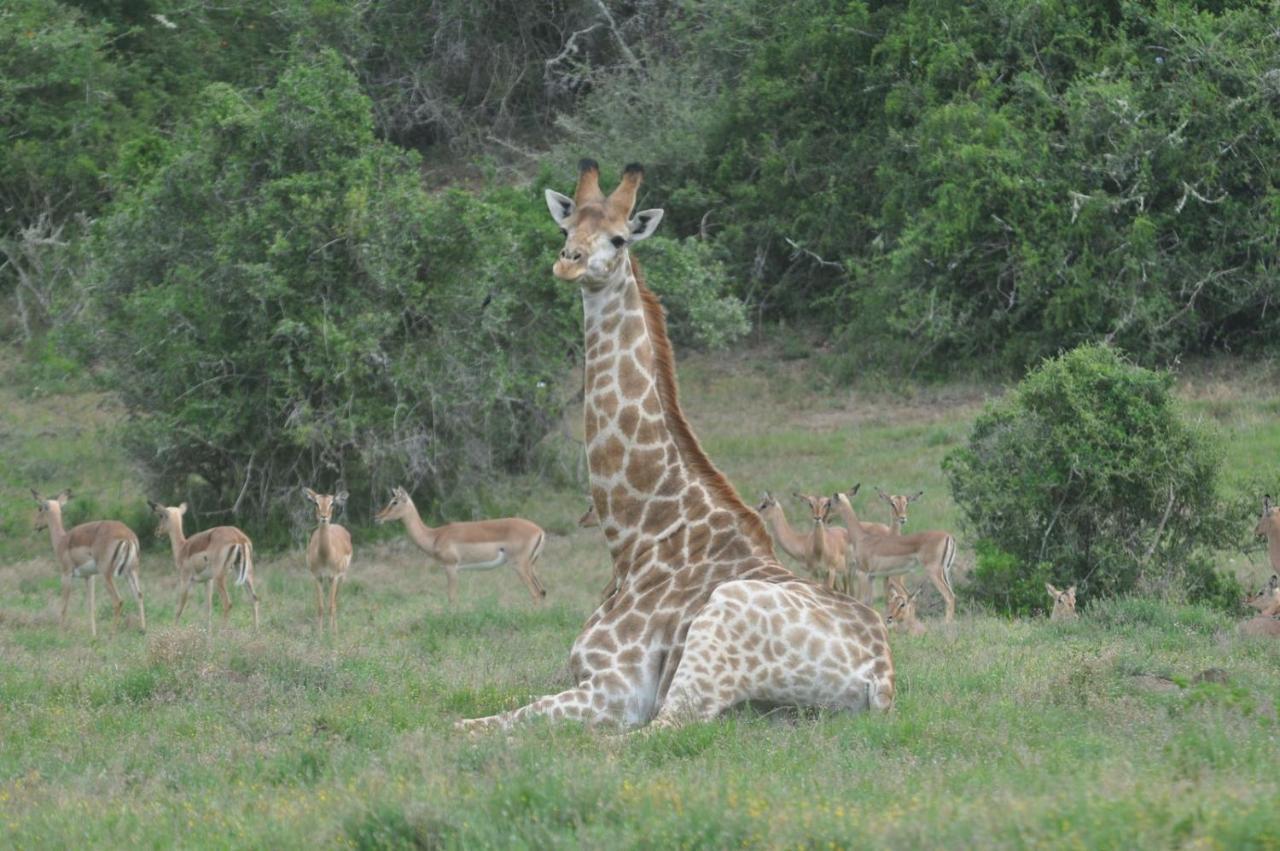 Hopewell Private Game Reserve Buyskloof Ngoại thất bức ảnh