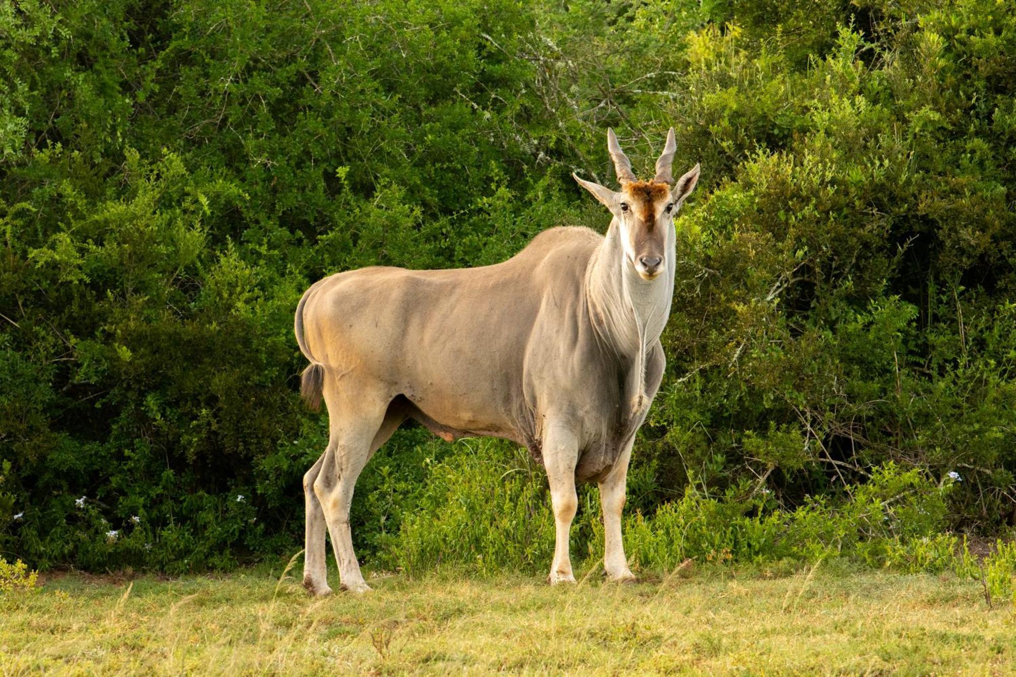 Hopewell Private Game Reserve Buyskloof Ngoại thất bức ảnh