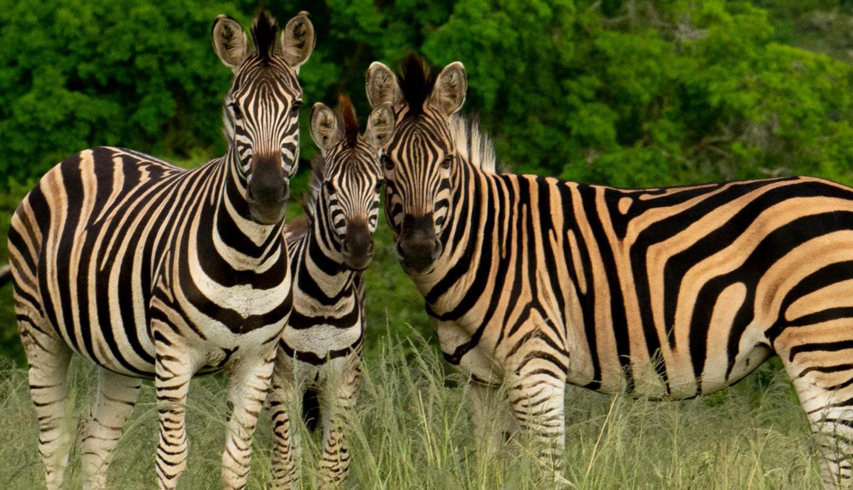 Hopewell Private Game Reserve Buyskloof Ngoại thất bức ảnh