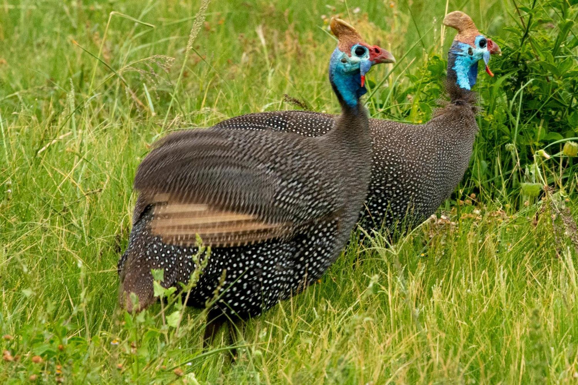 Hopewell Private Game Reserve Buyskloof Ngoại thất bức ảnh