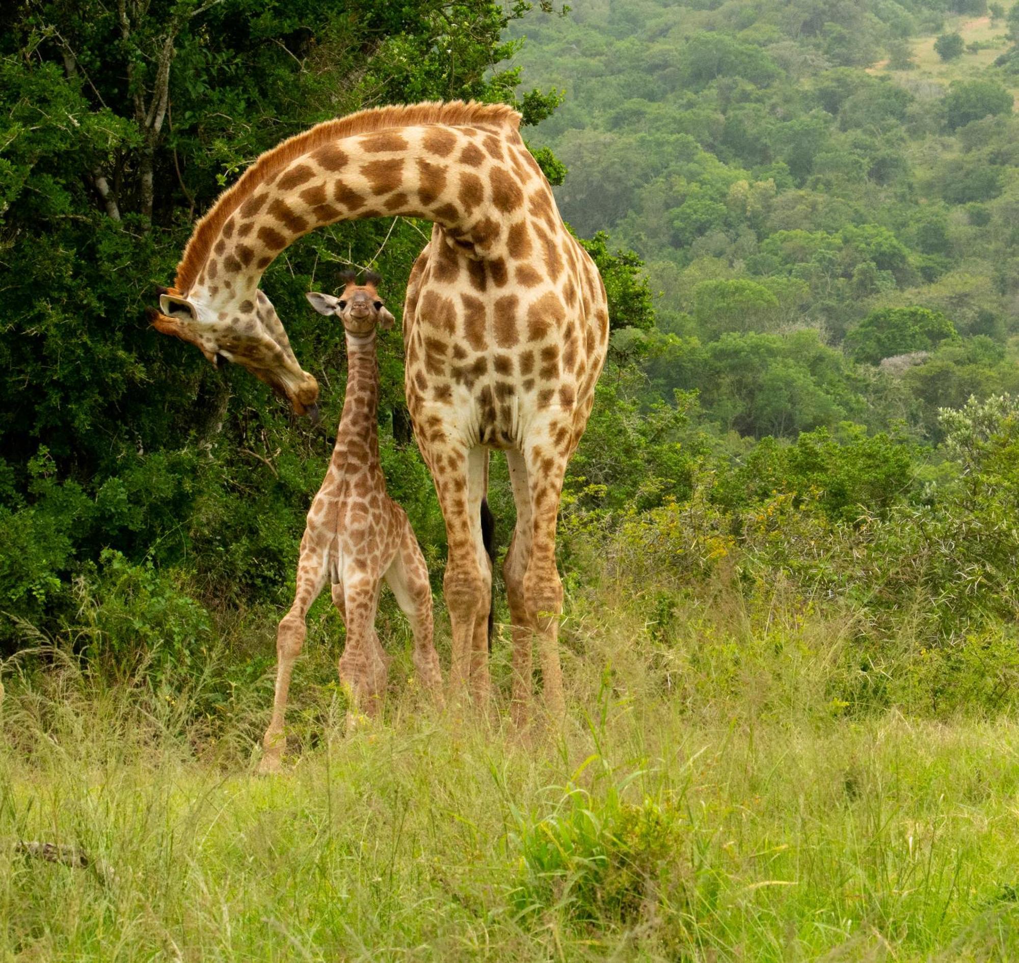 Hopewell Private Game Reserve Buyskloof Ngoại thất bức ảnh
