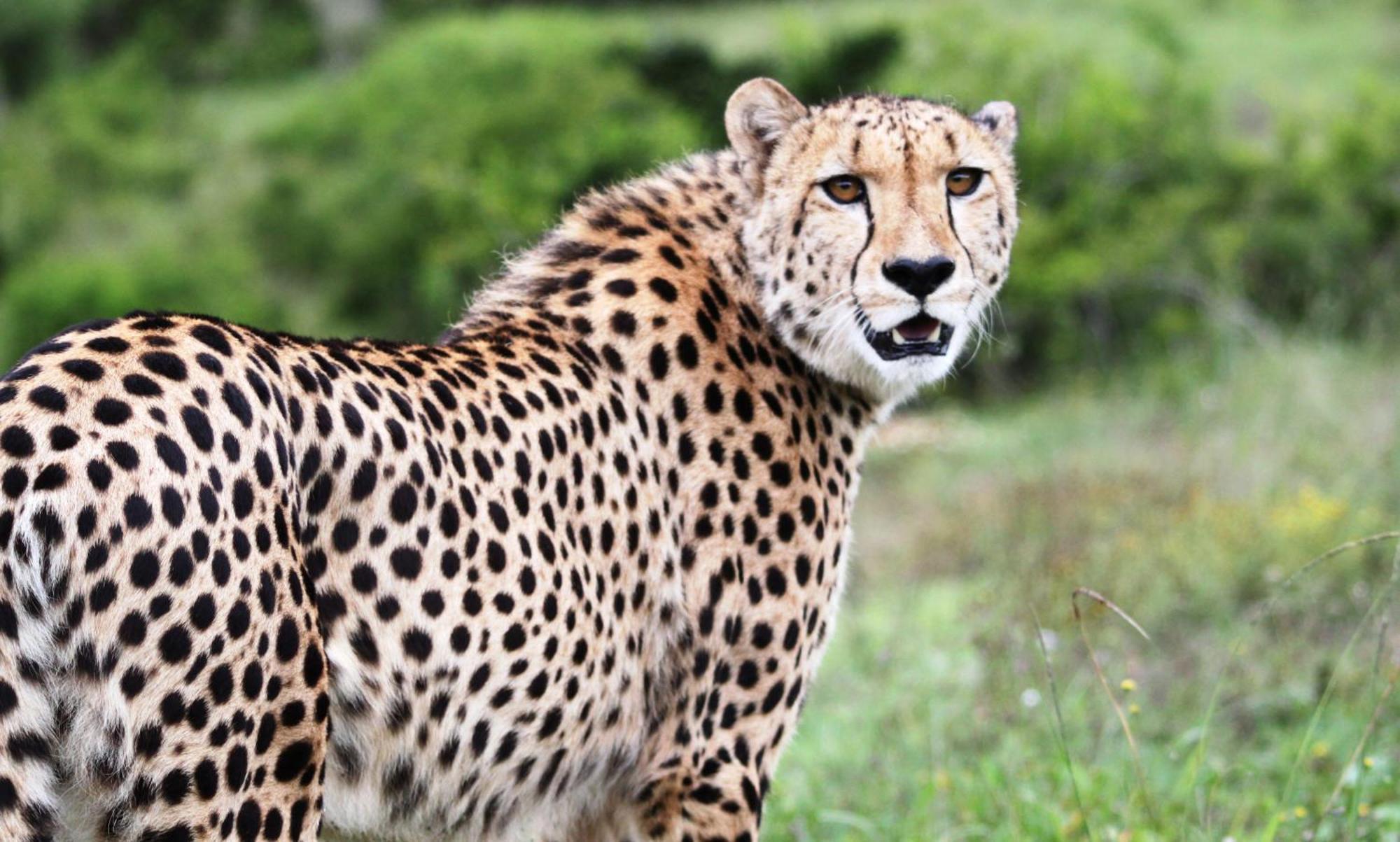 Hopewell Private Game Reserve Buyskloof Ngoại thất bức ảnh