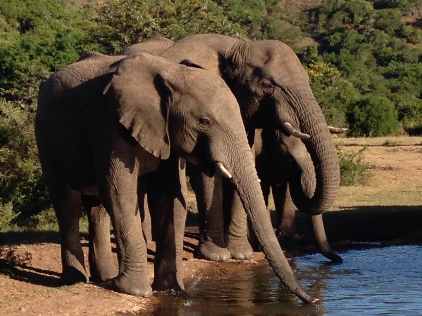 Hopewell Private Game Reserve Buyskloof Ngoại thất bức ảnh