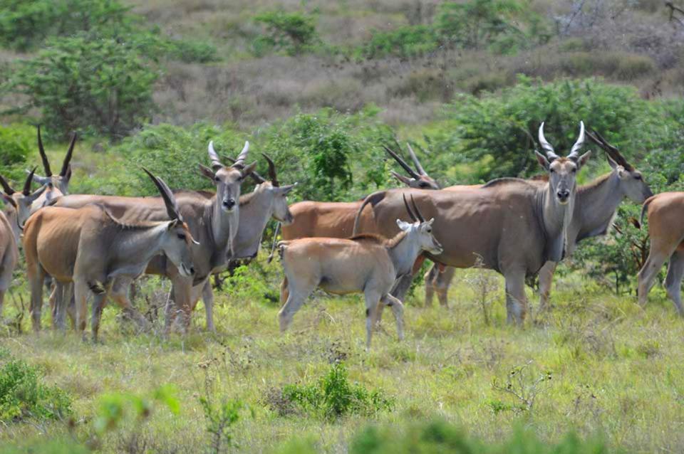 Hopewell Private Game Reserve Buyskloof Ngoại thất bức ảnh