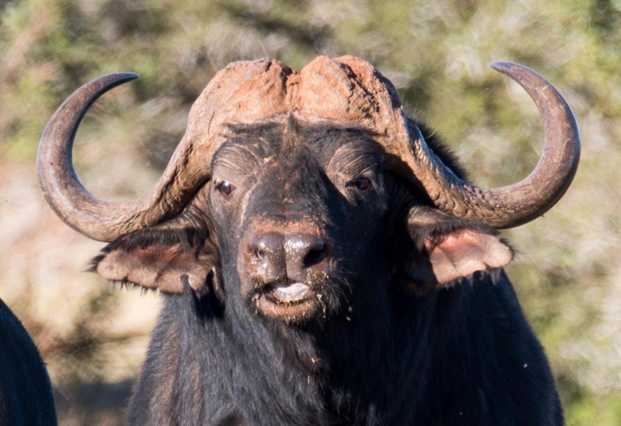 Hopewell Private Game Reserve Buyskloof Ngoại thất bức ảnh