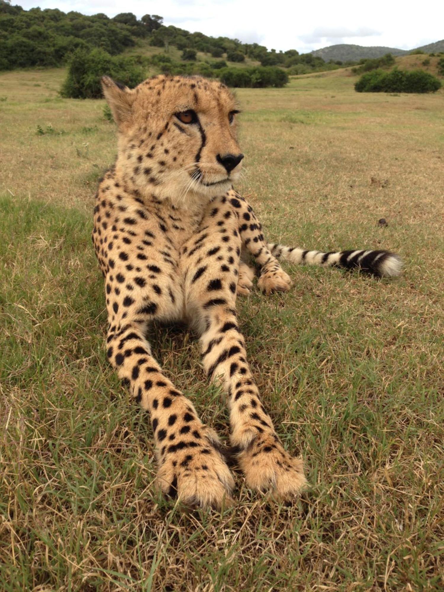 Hopewell Private Game Reserve Buyskloof Ngoại thất bức ảnh