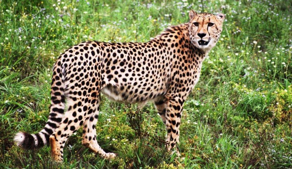Hopewell Private Game Reserve Buyskloof Ngoại thất bức ảnh
