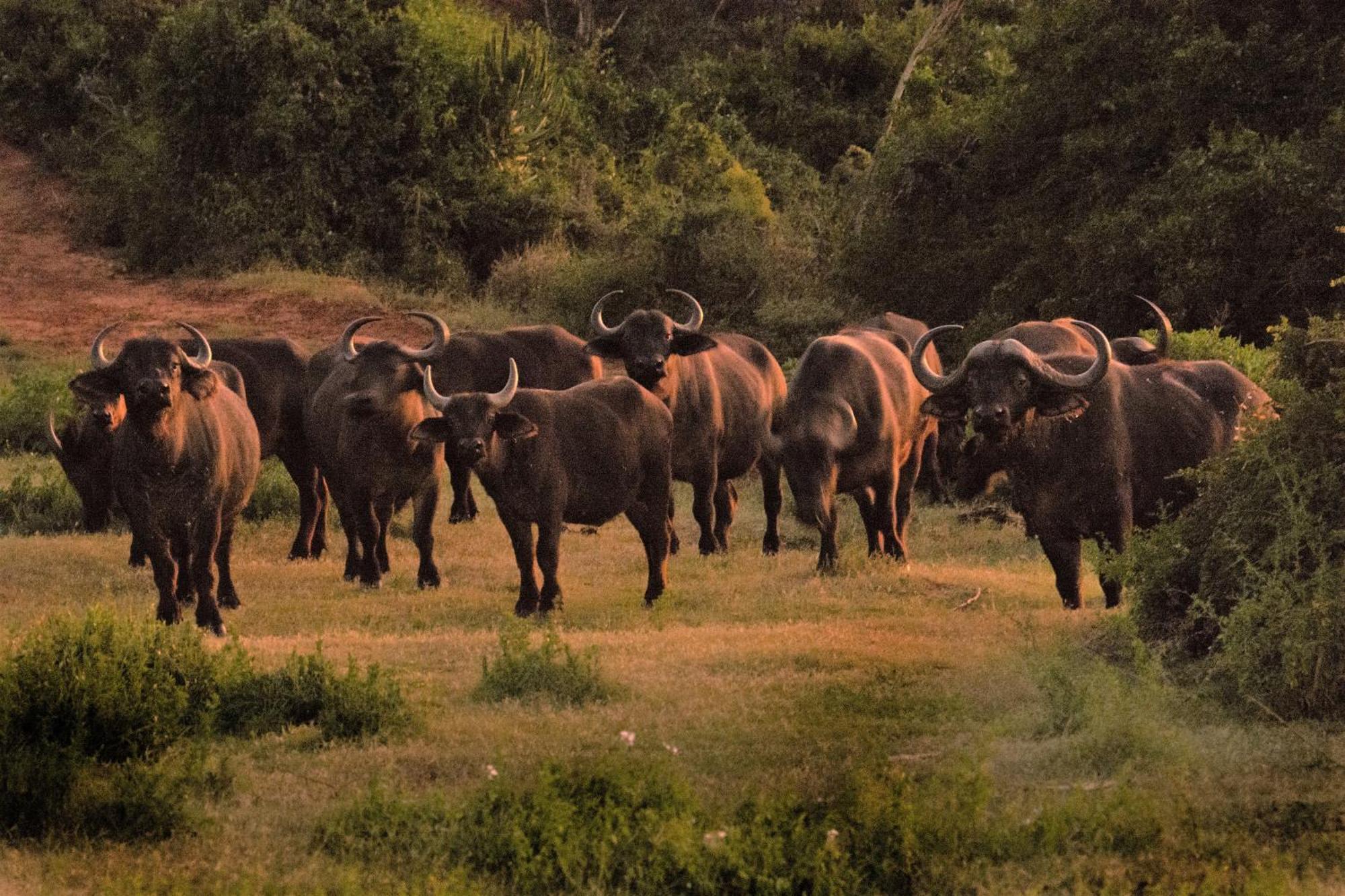 Hopewell Private Game Reserve Buyskloof Ngoại thất bức ảnh
