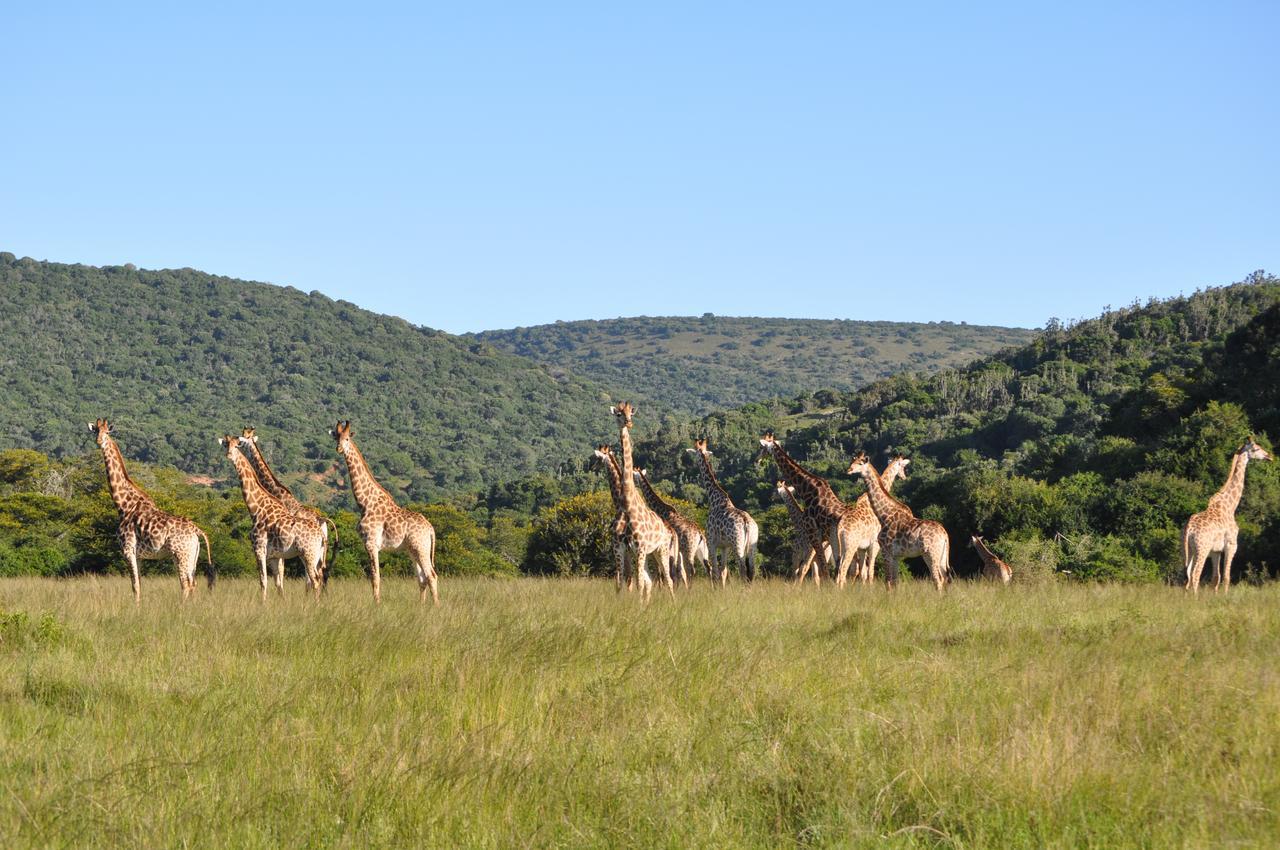 Hopewell Private Game Reserve Buyskloof Ngoại thất bức ảnh